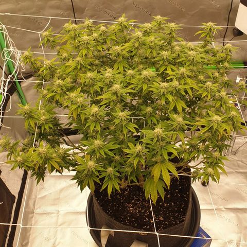 Das Baum projekt  growlog timeline photo