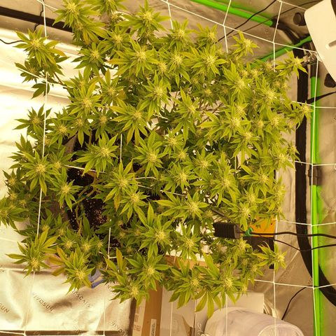 Das Baum projekt  growlog timeline photo