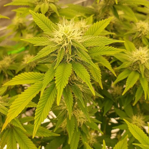 Das Baum projekt  growlog timeline photo