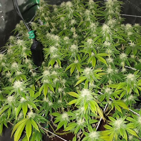 Das Baum projekt  growlog timeline photo