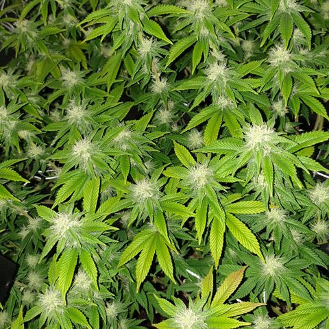 Das Baum projekt  growlog timeline photo