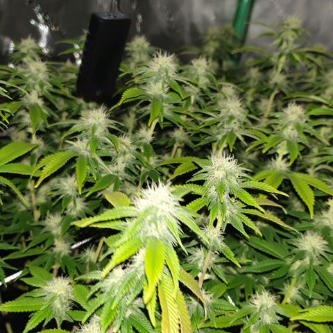 Das Baum projekt  growlog timeline photo