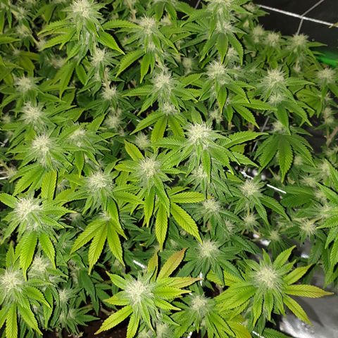 Das Baum projekt  growlog timeline photo