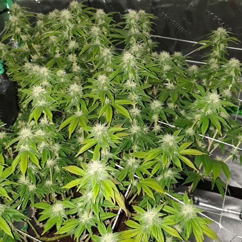 Das Baum projekt  growlog timeline photo