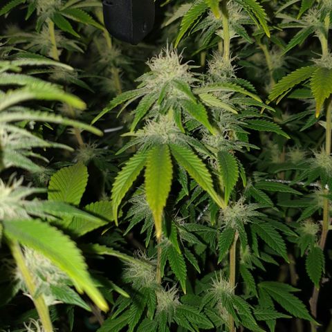Das Baum projekt  growlog timeline photo