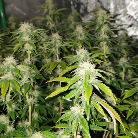 Das Baum projekt  growlog timeline photo