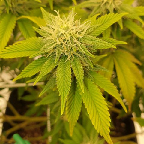 Das Baum projekt  growlog timeline photo