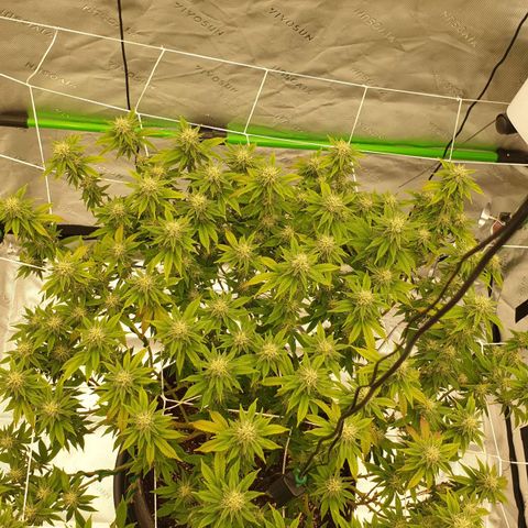 Das Baum projekt  growlog timeline photo