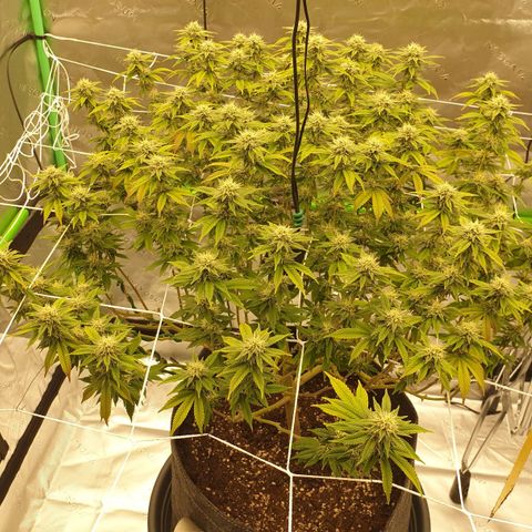 Das Baum projekt  growlog timeline photo