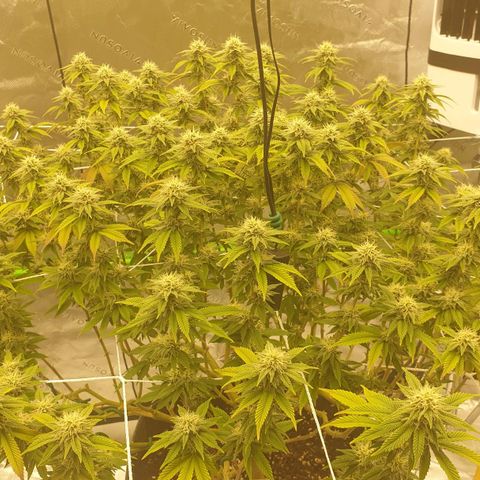 Das Baum projekt  growlog timeline photo