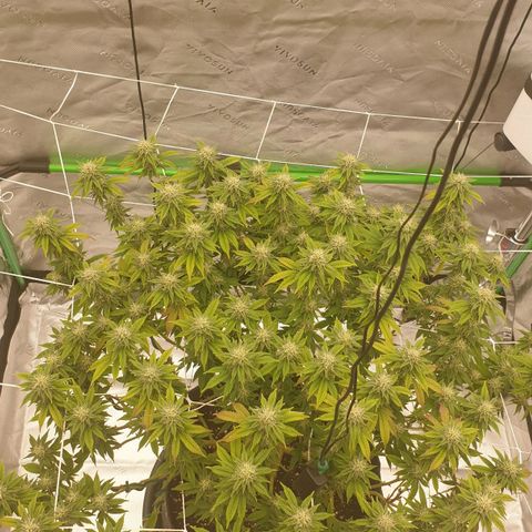 Das Baum projekt  growlog timeline photo