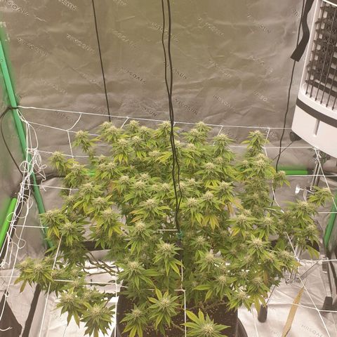 Das Baum projekt  growlog timeline photo