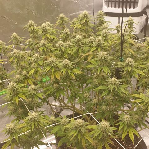 Das Baum projekt  growlog timeline photo