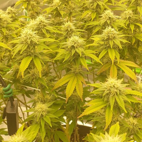 Das Baum projekt  growlog timeline photo