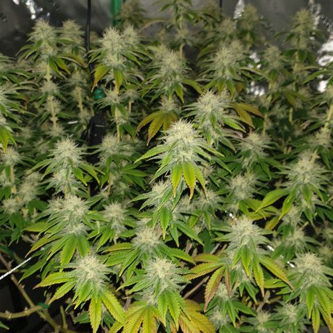 Das Baum projekt  growlog timeline photo