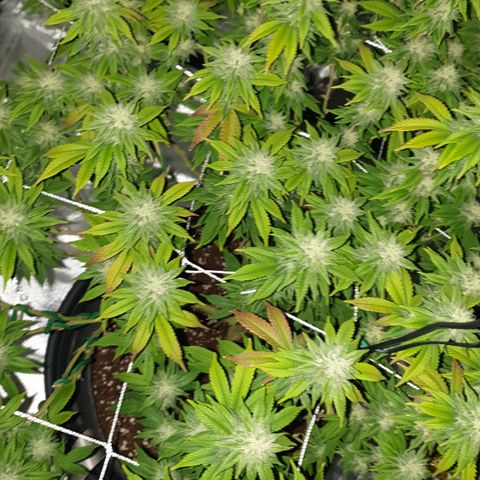 Das Baum projekt  growlog timeline photo