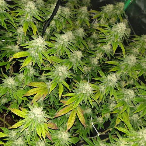 Das Baum projekt  growlog timeline photo
