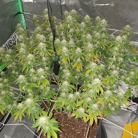 Das Baum projekt  growlog timeline photo