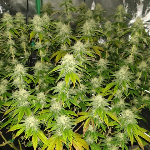 Das Baum projekt  growlog timeline photo