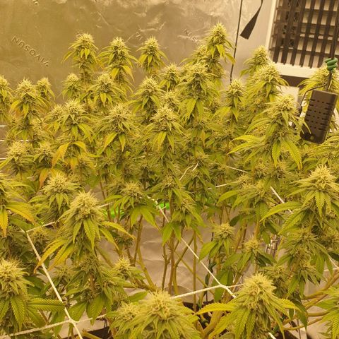 Das Baum projekt  growlog timeline photo