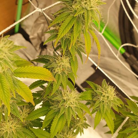Das Baum projekt  growlog timeline photo