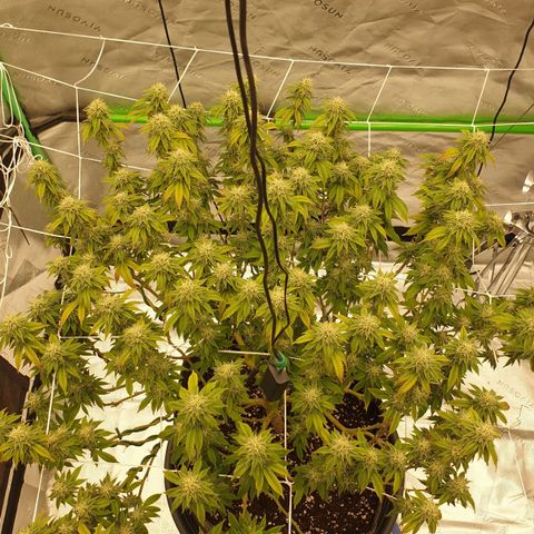 Das Baum projekt  growlog timeline photo