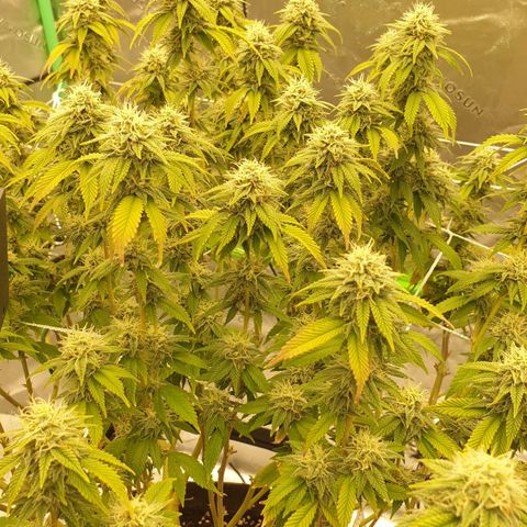 Das Baum projekt  growlog timeline photo