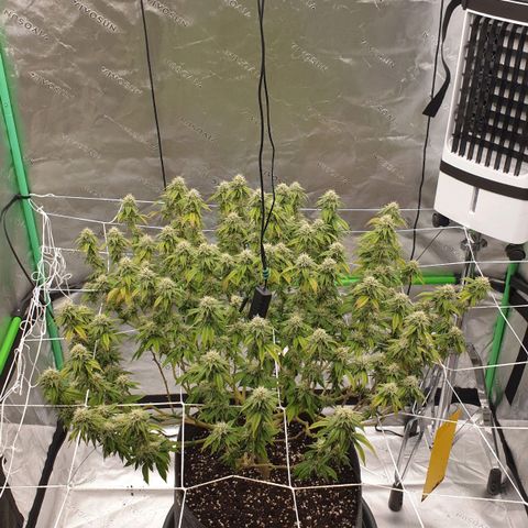 Das Baum projekt  growlog timeline photo