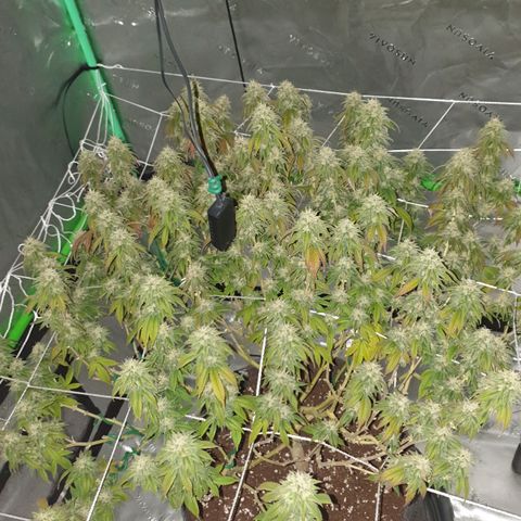 Das Baum projekt  growlog timeline photo