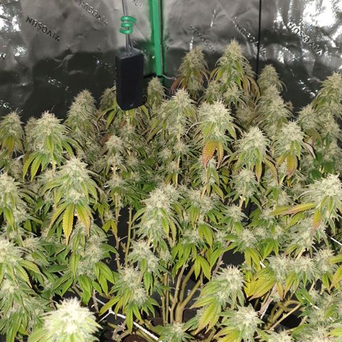 Das Baum projekt  growlog timeline photo