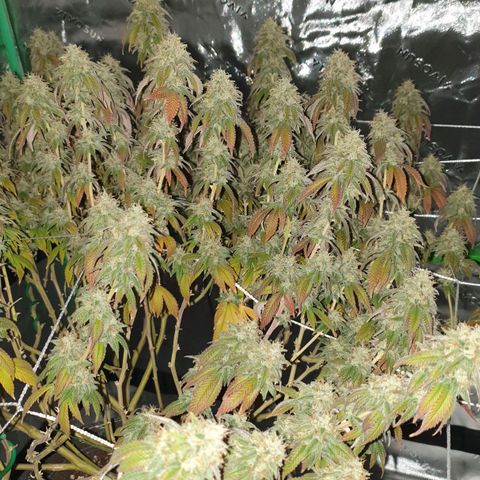 Das Baum projekt  growlog timeline photo