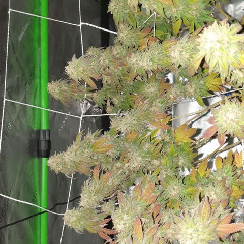 Das Baum projekt  growlog timeline photo