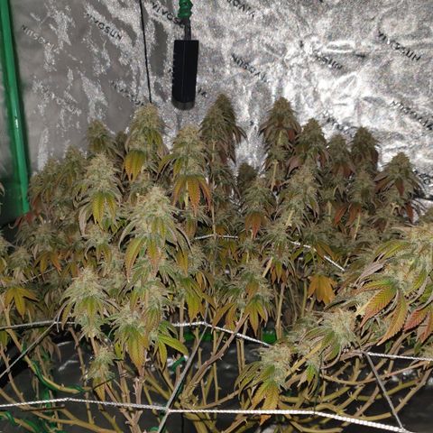 Das Baum projekt  growlog timeline photo
