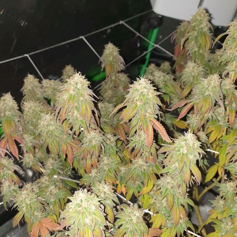 Das Baum projekt  growlog timeline photo