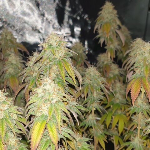 Das Baum projekt  growlog timeline photo