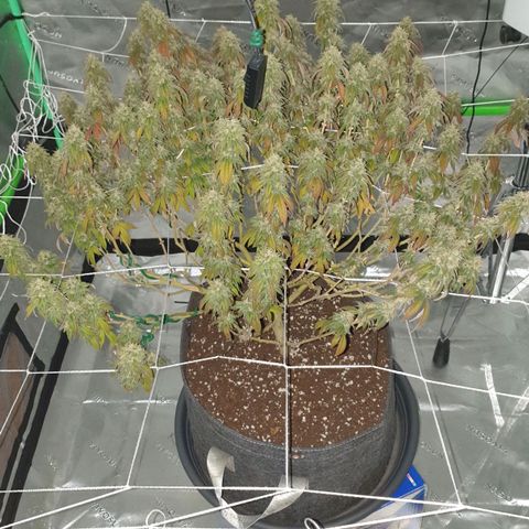 Das Baum projekt  growlog timeline photo