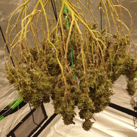 Das Baum projekt  growlog timeline photo