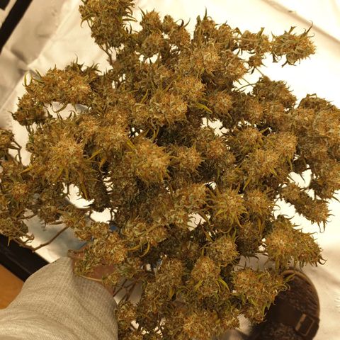 Das Baum projekt  growlog timeline photo
