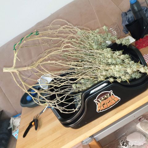 Das Baum projekt  growlog timeline photo