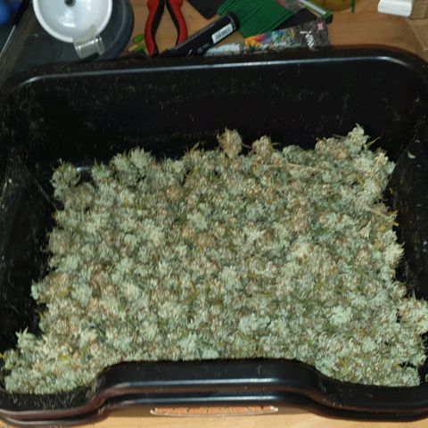 Das Baum projekt  growlog timeline photo