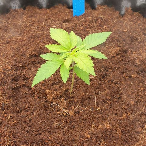 MAC1 1# growlog timeline photo
