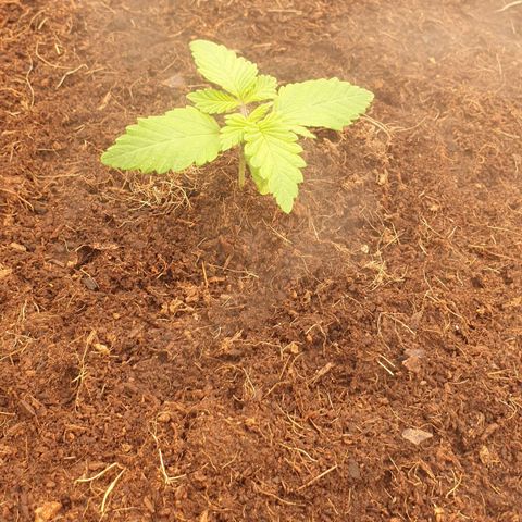 MAC1 2# growlog timeline photo