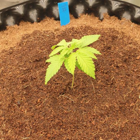 MAC1 1# growlog timeline photo
