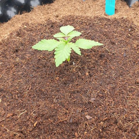 MAC1 2# growlog timeline photo