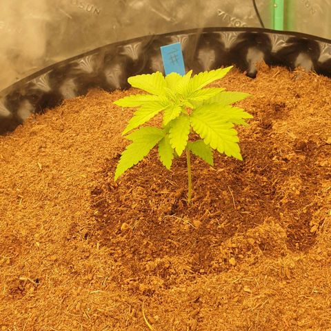 MAC1 1# growlog timeline photo