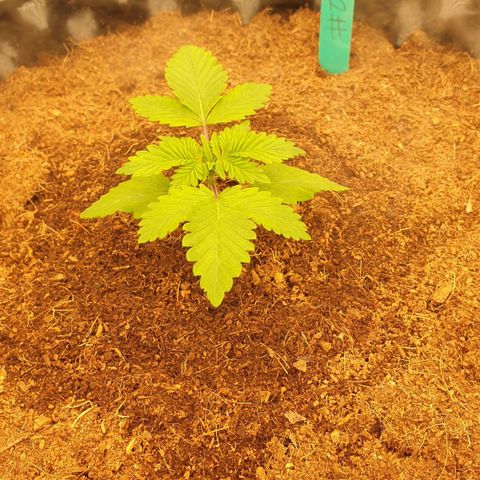 MAC1 2# growlog timeline photo