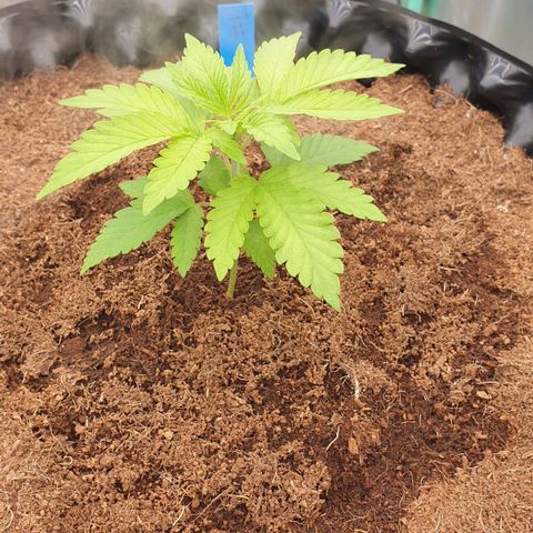 MAC1 1# growlog timeline photo