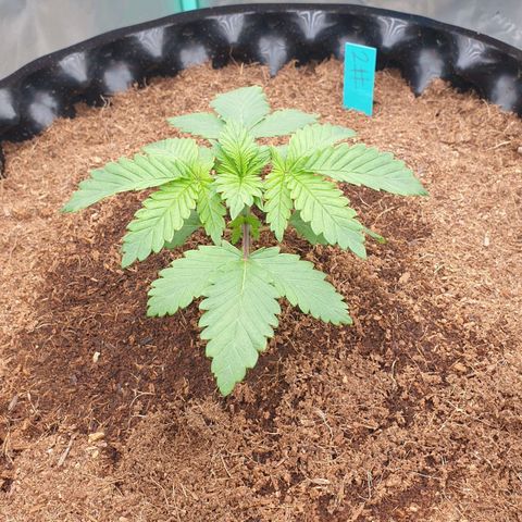 MAC1 2# growlog timeline photo
