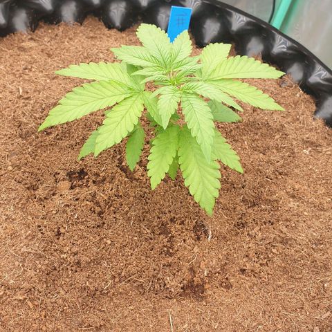 MAC1 1# growlog timeline photo