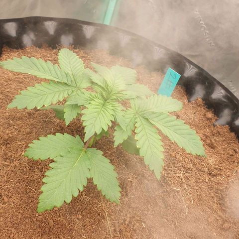 MAC1 2# growlog timeline photo